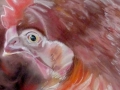 pastel_15